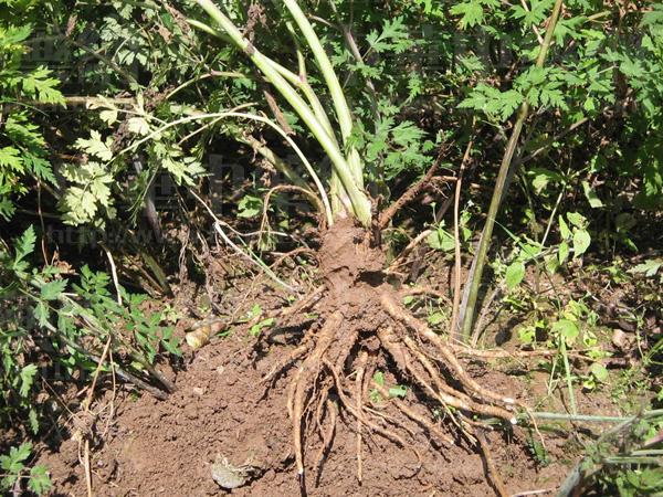 成份: 当归(angelicae sinensis)为伞形可多年生草本植物当归的干燥根