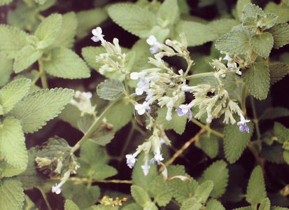 nepeta cataria唇形科荆芥属图片