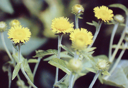 inula japonica菊科旋覆花属