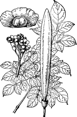 【别名】千张纸,白玉纸,白千层,牛脚筒