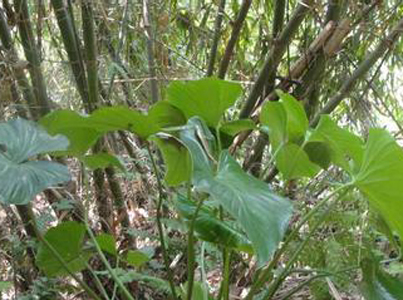 【别名】一包针,千颗针,丝棱线