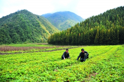 中草药产业遭遇多重困扰