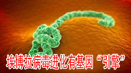 埃博拉病毒进化有基因“引擎”