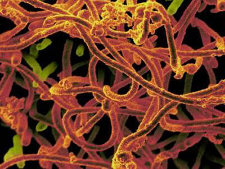 埃博拉病毒变异速率稳定