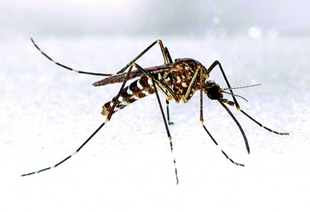 灭蚊药物对广东登革热媒蚊仍有效