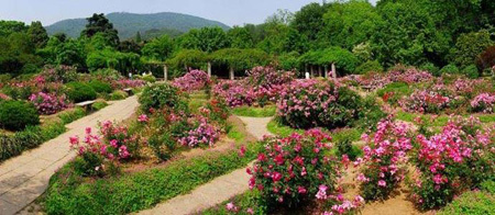 南山植物园将建中医药植物科普博览园