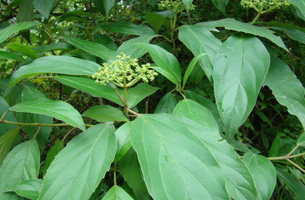 活血化瘀常用中药-茜草