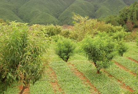渭源县去年种植中药材25万亩 农民人均收入878元