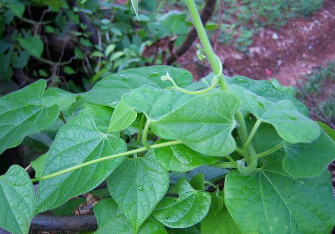 杏(药用植物)