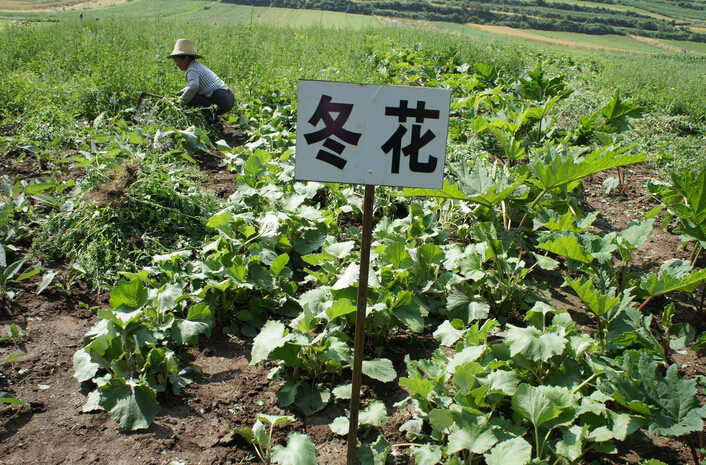 中药材种植成为桂林市农民增收新亮点