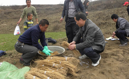 新疆哈巴河县:黄芪种植让村民发“药”财