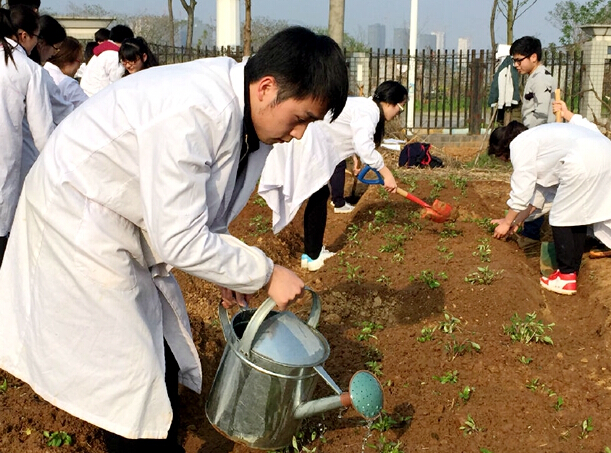 湖北中医药大学药学院师生在校内栽种药用植物