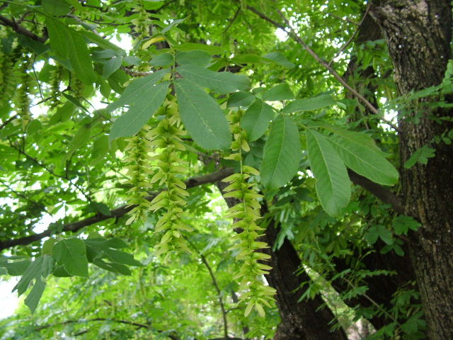 七叶树(药用植物)