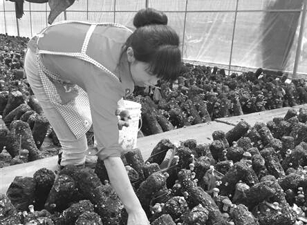 重庆城口中药材种植让400农户致富