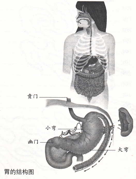 胃的形态结构与功能