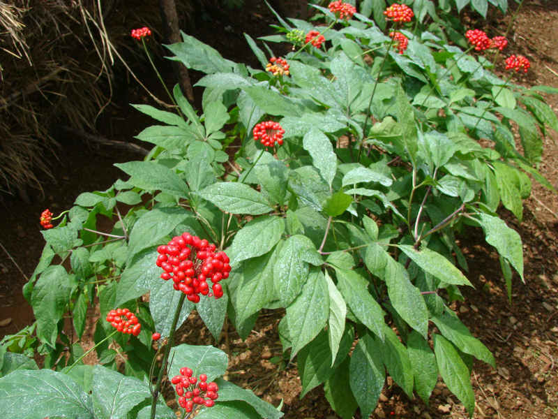 (药用植物)