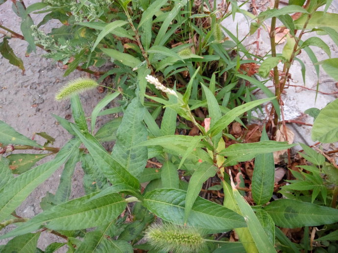 木芙蓉 - 植物图谱 - 中华药典-岭南中药网