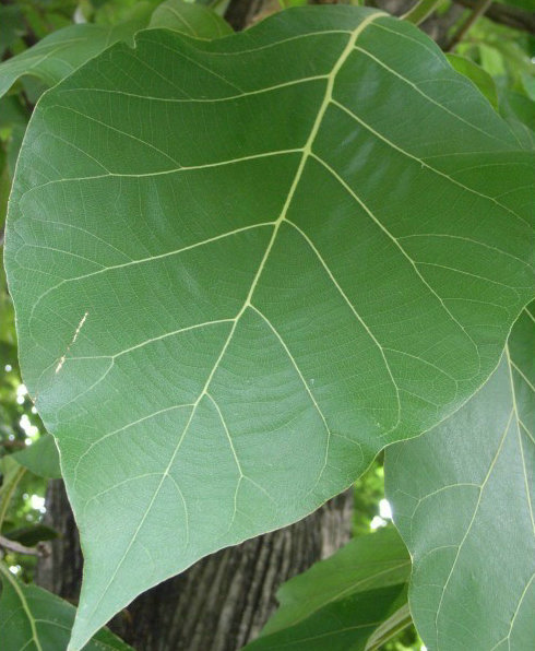 柚木(药用植物)