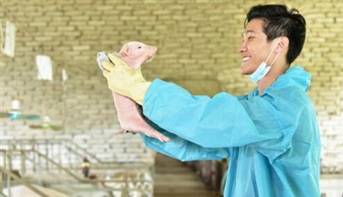 广州中医药大学毕业生林佳祥自主创业，用中药养猪