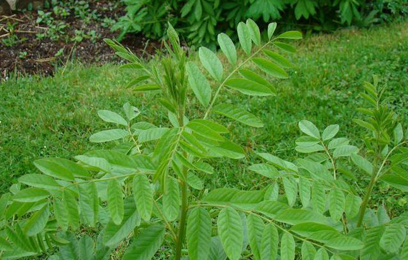 显脉香茶菜-岭南中药网