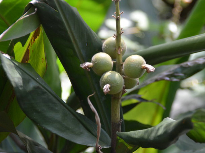 金花茶(药用植物)