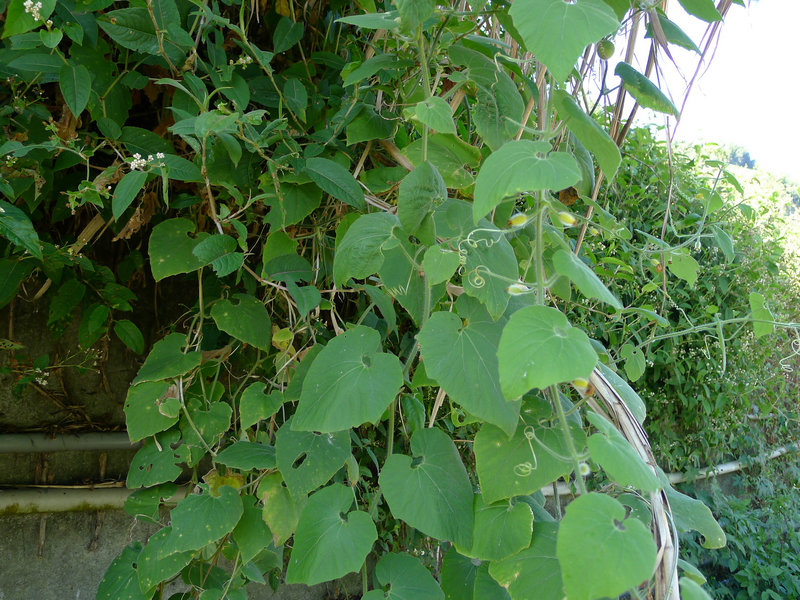 浙江木蓝 植物图谱 中华药典-岭南中药网