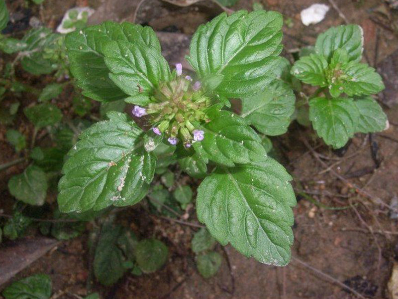 细风轮菜