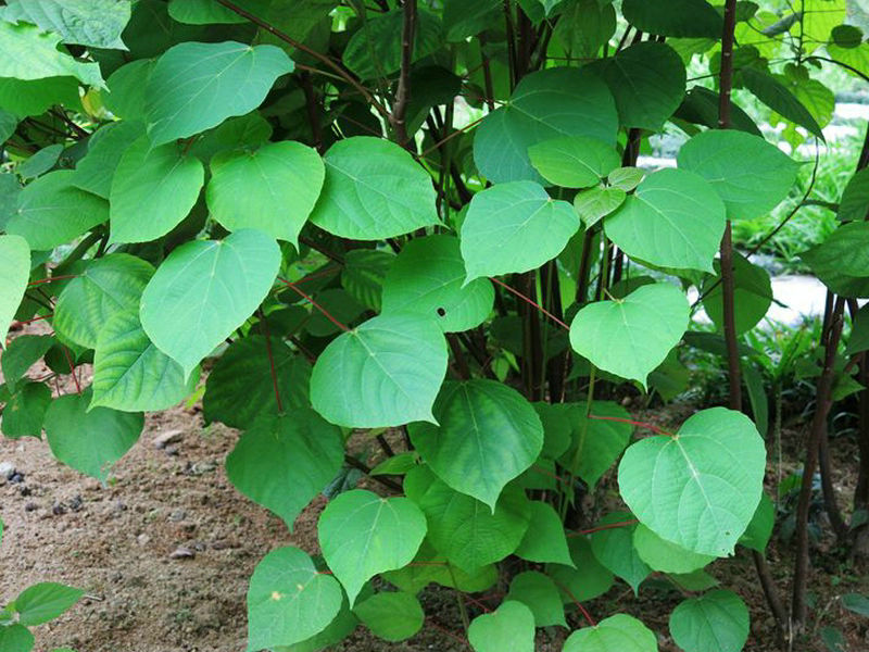 石蕨(药用植物)