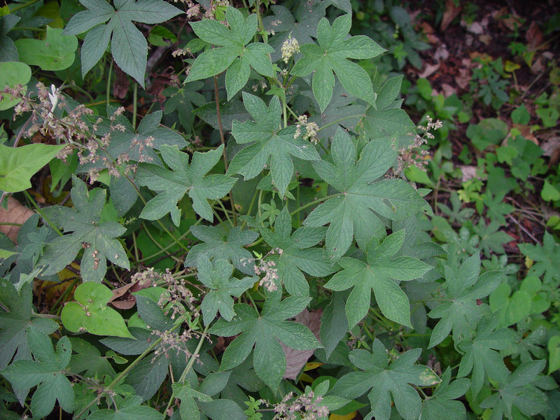 葎草(药用植物)