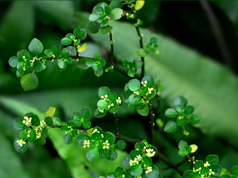 石油菜(药用植物)