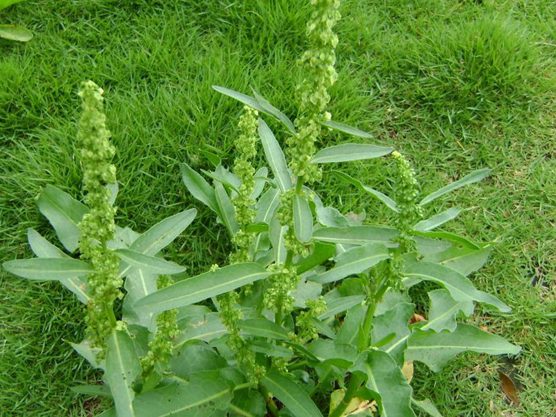 酸模(药用植物)