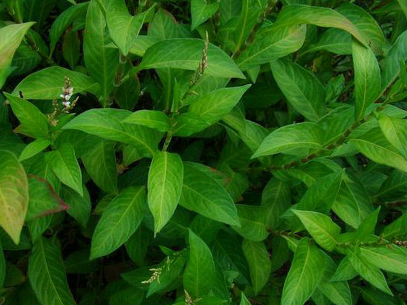 (药用植物)