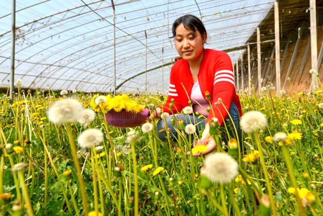 河北省磁县种植的蒲公英进入采收季节