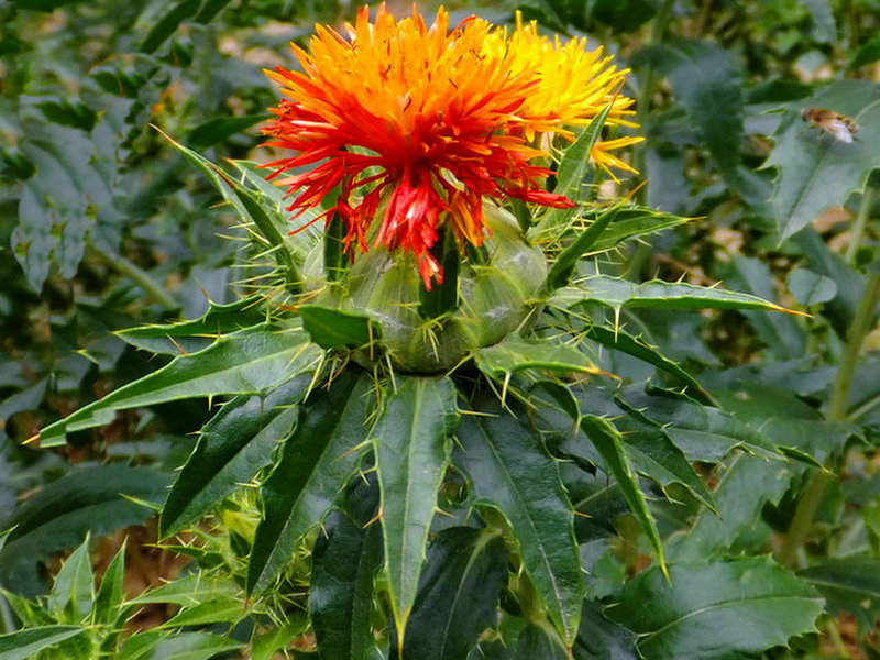 (药用植物)