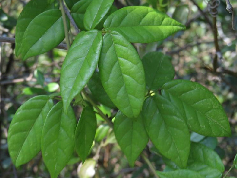 通光散(药用植物)