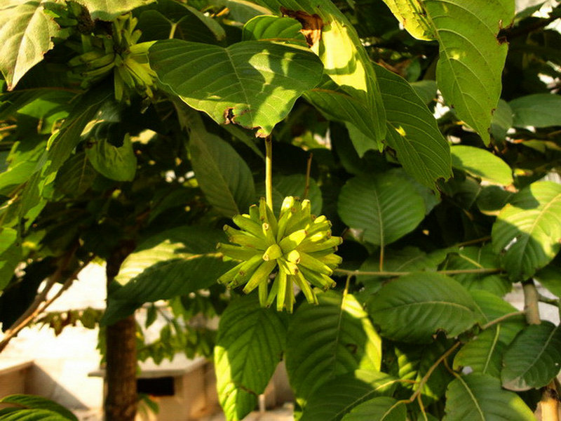 喜树(药用植物)