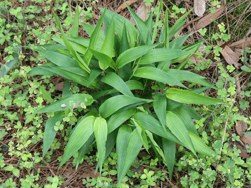 (药用植物)