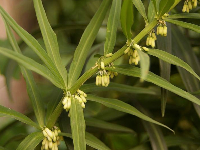 中华药典频道 药用植物库 > 正文相关植物 生境分布生境分布 药用价值