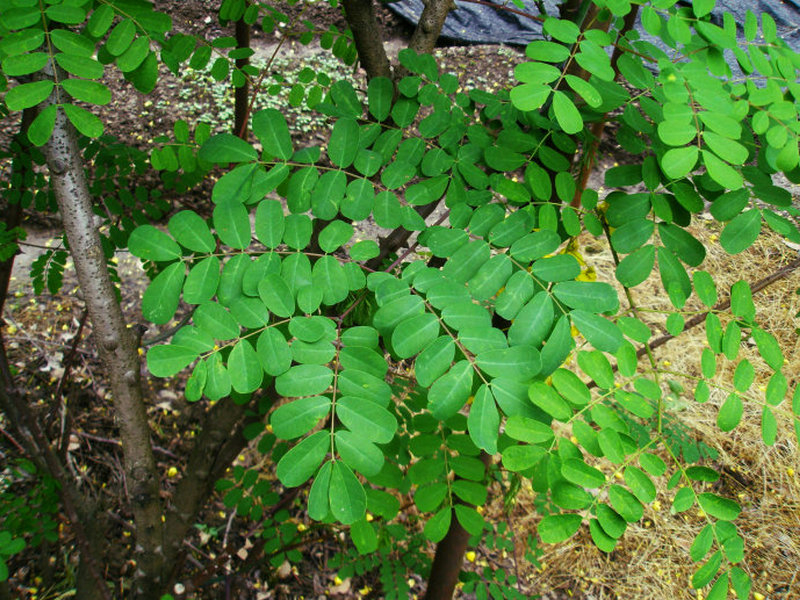 半枝莲 植物图谱 中华药典-岭南中药网