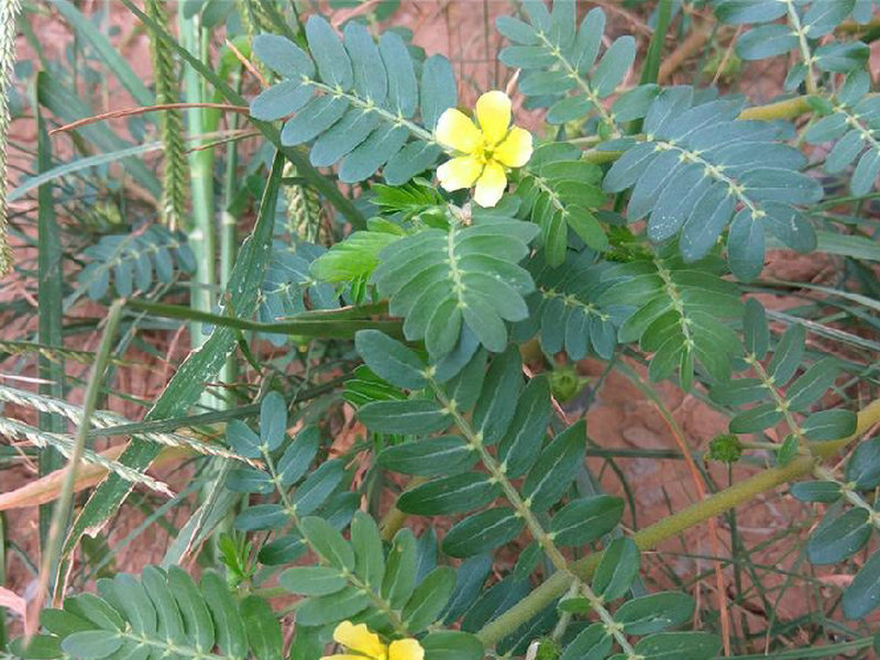 蒺藜(药用植物)