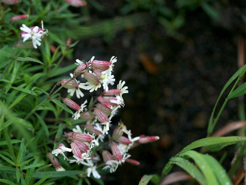 蔓茎蝇子草