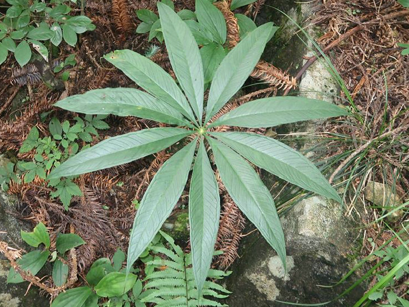 长梗黄精 - 植物图谱 - 中华药典-岭南中药网