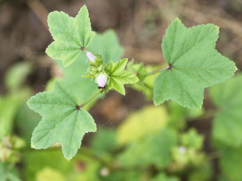 野葵(药用植物)