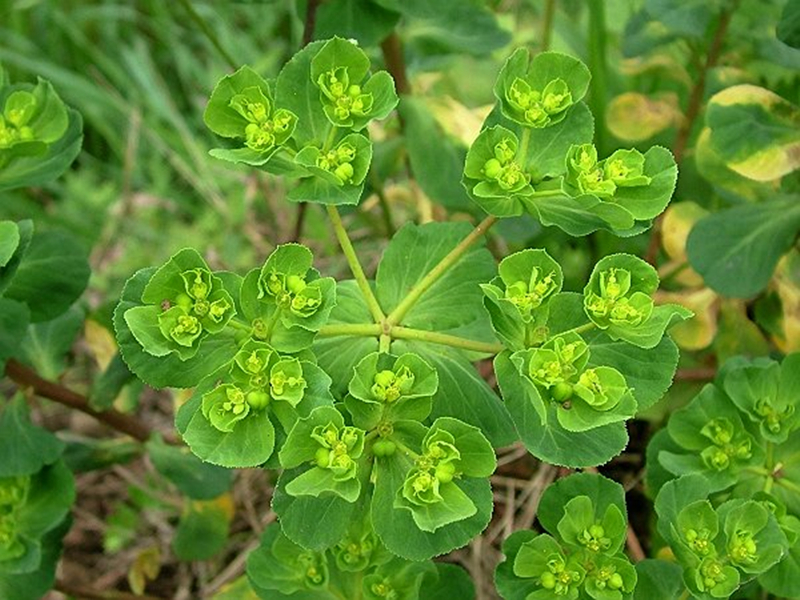 泽漆(药用植物)