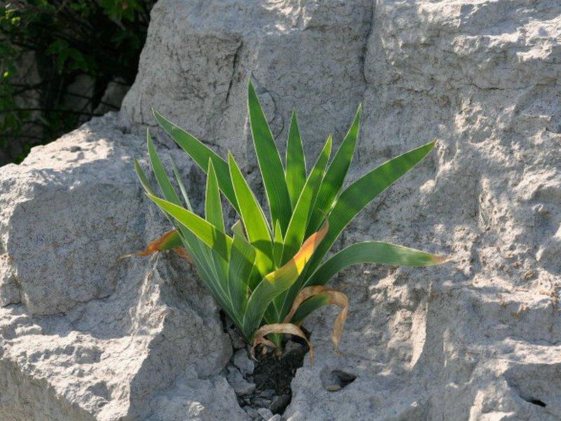 野鸢尾