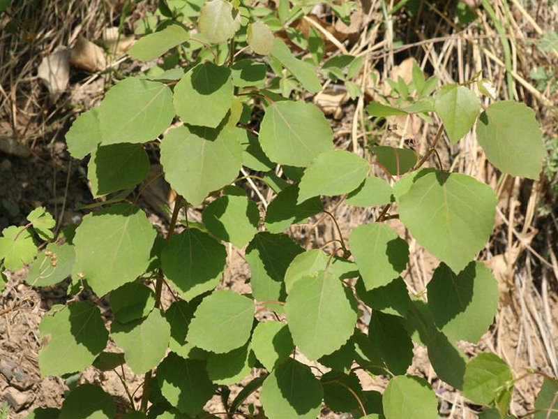 山杨(药用植物)