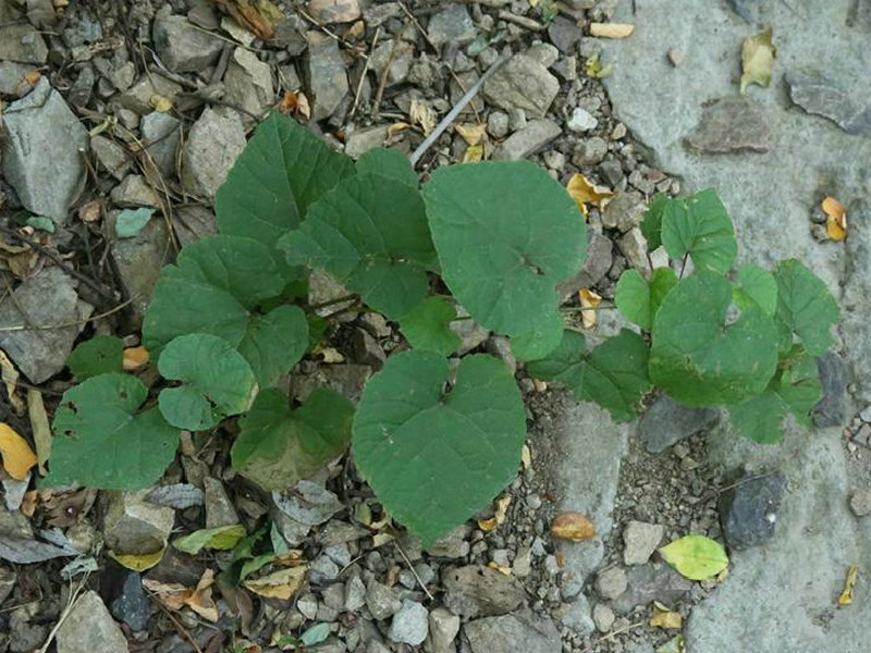 葛藟葡萄(药用植物)