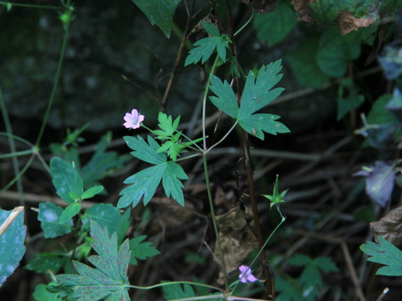 鼠掌老鹳草