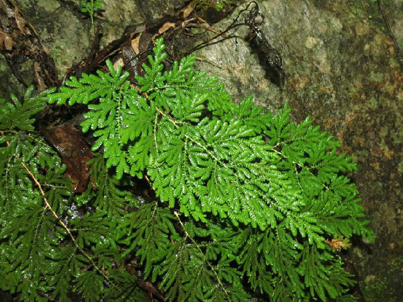 中华雪胆(药用植物)