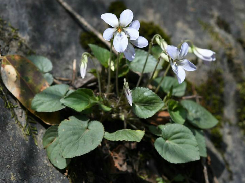 紫花堇菜(药用植物)